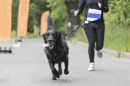Dog and his owner are running together at a running eventの写真素材