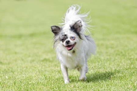 Funny chihuahua with brown and green eye on a meadowの写真素材