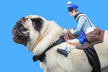 Pug dog with rubber puppet rider on blue backgroundの写真素材