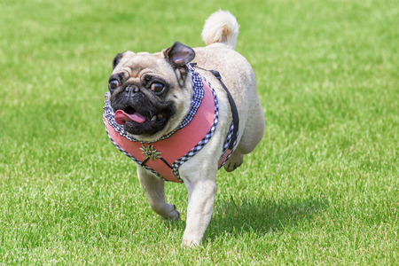 Running pug dog with fancy dirndl dress and  Edelweiss brooch on Oktoberfestの写真素材
