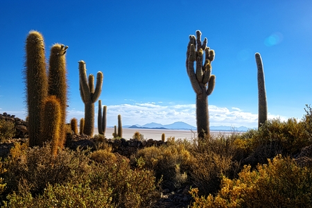 Atmospheric HDR shot of a cactus Incahuasi hill at the Uyuni desert in Boliviaの写真素材