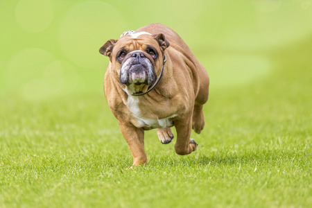 Grumpy looking overweight bulldog runs over the greenの写真素材