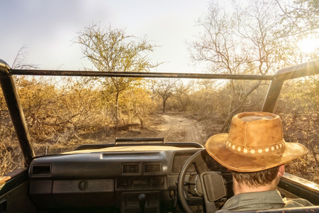 Ranger on a game drive steers his jeep along a dusty road. He looks for animals to show the tourists.