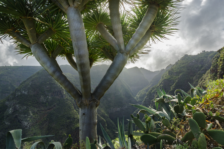 Characteristic landscape from the north of La Palma near el Tablado, canarian islands. The foreground shows a quiver tree, surrounded by cactus plants.の写真素材