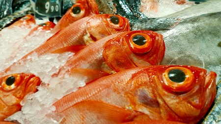Row of redfish lies in surrounding crushed ice.