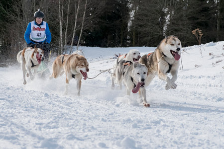 Todtmoos, Baden-Wuerttemberg, Germany - January 28, 2017: International dog sled race at Todtmoos / Black forest. Front view of sled dogs with  musher in the background.のeditorial素材