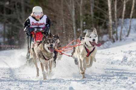 Todtmoos, Baden-Wuerttemberg, Germany - January 28, 2017: International dog sled race at Todtmoos / Black forest. Front view of sled dogs with female musher in the background.のeditorial素材