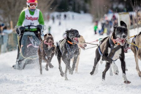 Todtmoos, Baden-Wuerttemberg, Germany - January 28, 2017: International dog sled race at Todtmoos / Black forest. Front view of sled dogs with female musher in the background.のeditorial素材