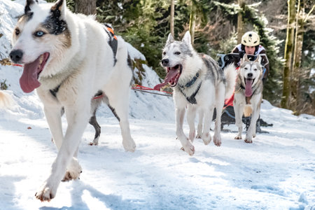 Todtmoos, Baden-Wuerttemberg, Germany - January 28, 2017: International dog sled race at Todtmoos / Black forest. Front view of sled dogs with male musher scaling the hill.のeditorial素材