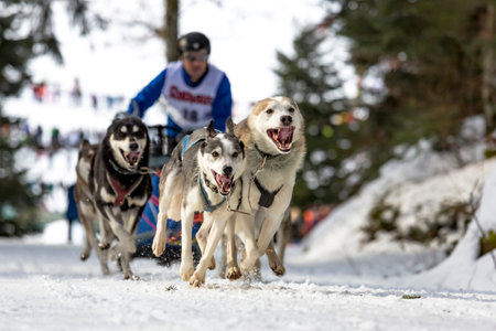 Todtmoos, Baden-Wuerttemberg, Germany - January 28, 2017: International dog sled race at Todtmoos / Black forest. Front view of sled dogs with male musher in the background.のeditorial素材