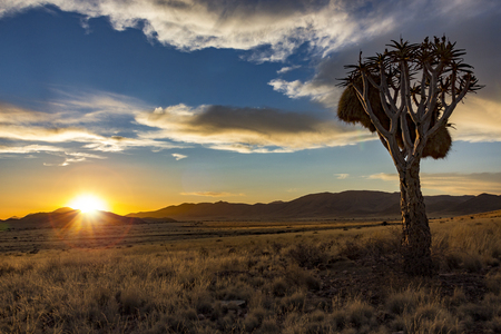 Sunset in Namibia with Quiver tree in the foregroundの写真素材