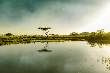 Mystical mood at Drakensberg mountains waterhole South Africa with single tree reflection in the waterの写真素材