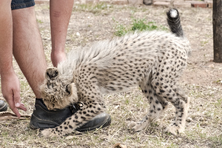 Playful baby cheetah plays with the zookeeper and bites in his legの写真素材