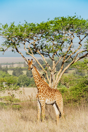 Beautiful young giraffe stands in front of a acacia tree in Drakensberg mountains South Africaの写真素材