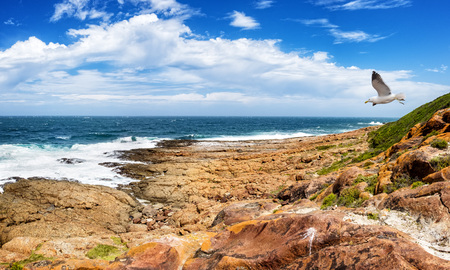 Tremendous Robbberg nature reserve coastline at Plettenberg bay South Africa. A seagull flies through the scene.の写真素材