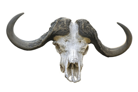 Isolated buffalo skullの写真素材