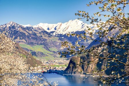 Lake Lucerne with snow covered mountains at spring with  apple blossoms in the foregroundの写真素材
