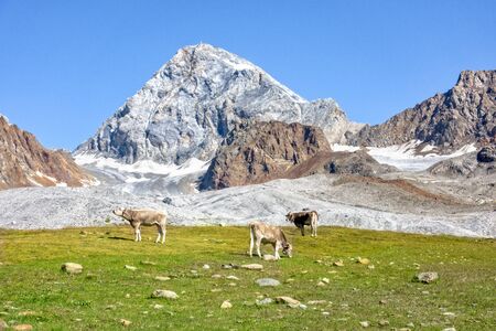 Famous Ortler mountain with a rock called Koenigsspitze at South Tyrol, Italy. Cows grazing in the foreground.の写真素材