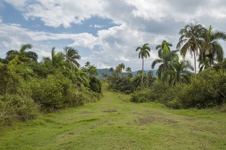 Path through the Humboldt national park in Cubaの写真素材