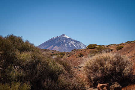 Teide National Park Tenerife with view to the snow covered Teide volcano behind bushes.の写真素材