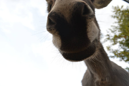 donkey faceの写真素材