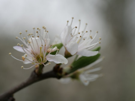 photographed flowers white cherry blossoms. spring seasonの写真素材