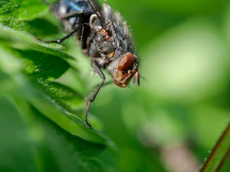 Fly macro phography posing and sitting on leaf. High quality photoの写真素材
