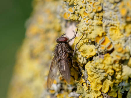 Fly macro phography posing and showing her wings. High quality photo