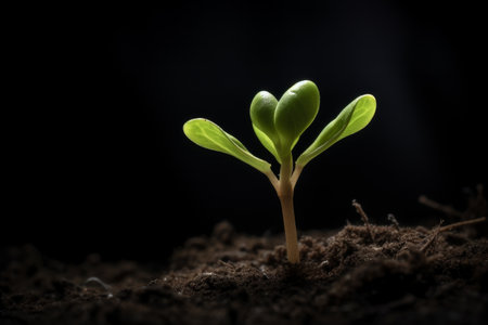 Green seedling illustrating concept of new life and development in close upの素材