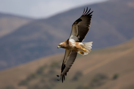 The booted eagle in flight Aquila pennata, Generative aiの素材