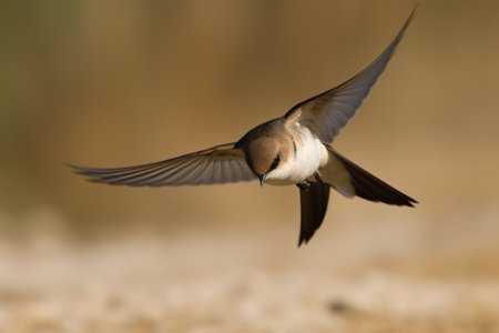 Sand martin Riparia riparia captured in flight, Generative aiの素材