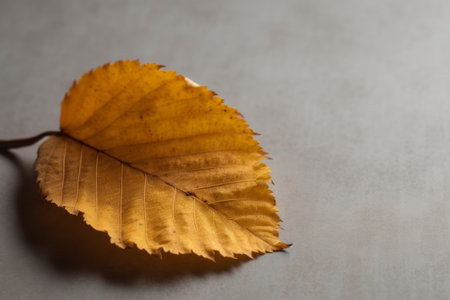 Autumn leaves on a grey background. Shallow depth of field.の素材