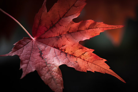 Autumn maple leaves on a dark background. Shallow depth of field.の素材