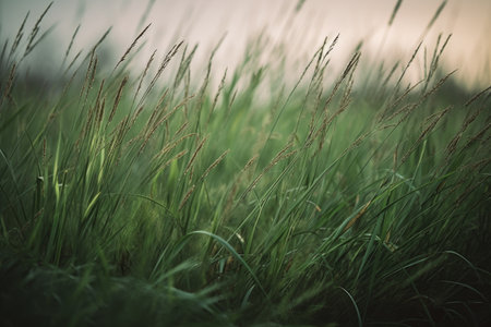 Green grass in the meadow at sunset. Selective focus. Toned.の素材