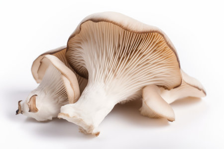 Oyster mushrooms on a white background, close-up.の素材