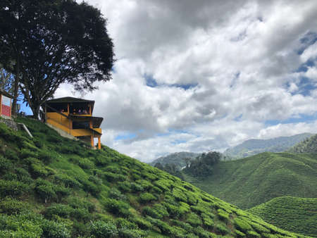 Tea Valley and Restaurant