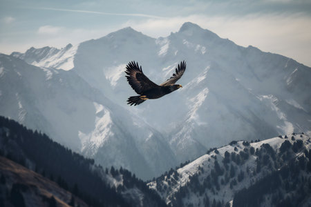 White-tailed Eagle (Haliaeetus albicilla) flying in the mountains.の素材