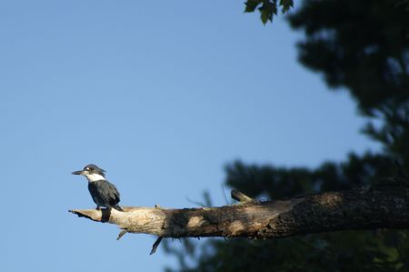 Belted Kingfisher                   の写真素材