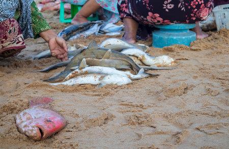 Baby shark caught by fishermen for consumption and sale in traditional marketsの写真素材
