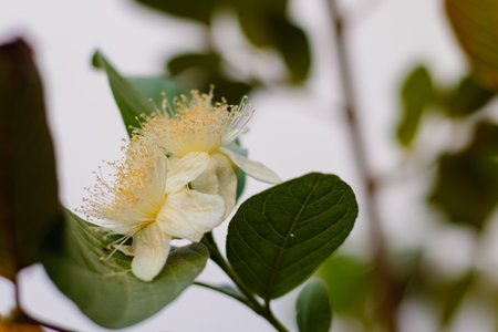 Close up of feijoa flowers on white background, selective focusの写真素材