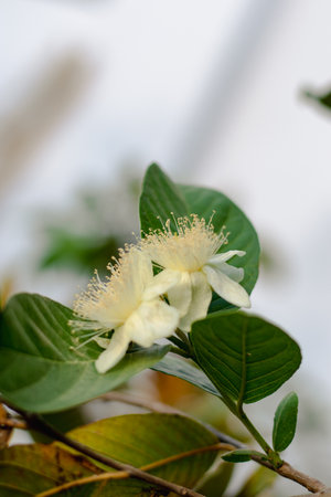 Close-up of white flower of guava tree, Thailand.の写真素材