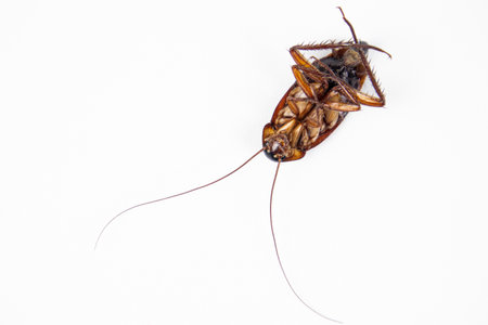 Dead cockroach isolated on white background with clipping path and copy space