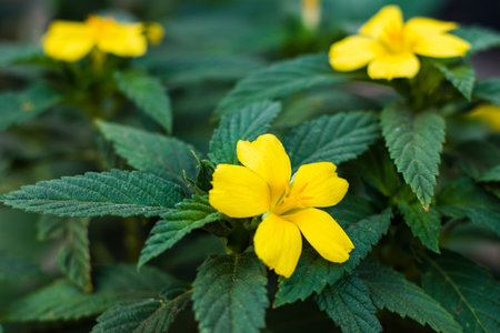 Damiana flowers or Turnera diffusa are beautiful yellow flowering plants and are used as herbal...