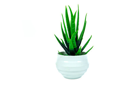 Fake plant in a pot isolated on a white background. Interior decorationの写真素材