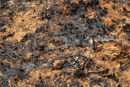 Forest fires occur in tropical forests during the dry season