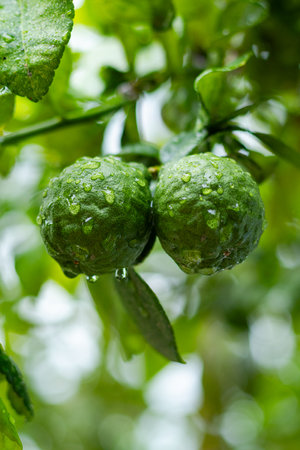 Leech oranges or bergamot fruit hanging from the tree after the rainの写真素材