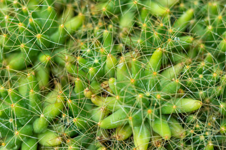 Green cactus with spikes closeup texture background