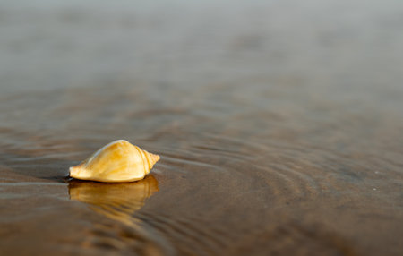 seashell on the beach, close up, shallow dof