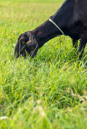 Black goat eating fresh grass in the garden.の写真素材