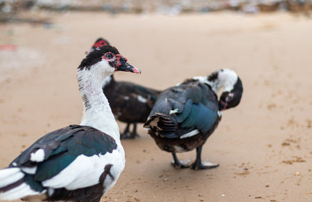 Close up of Domestic Muscovy Duck with Red Face - Cairina moschata
